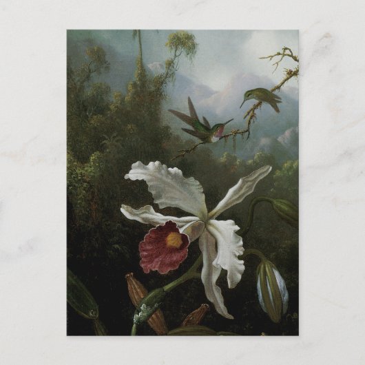 Hummingbirds and White Orchid by Martin J. Heade ポストカード (正面)