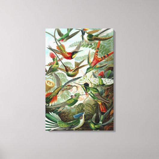 Hummingbirds by Ernst Haeckel, Birds Trees キャンバスプリント (正面)