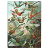 Hummingbirds by Ernst Haeckel, Birds Trees クリップボード (裏面)
