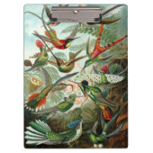 Hummingbirds by Ernst Haeckel, Birds Trees クリップボード (正面)