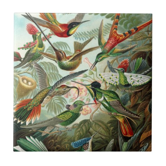 Hummingbirds by Ernst Haeckel, Birds Trees タイル (正面)