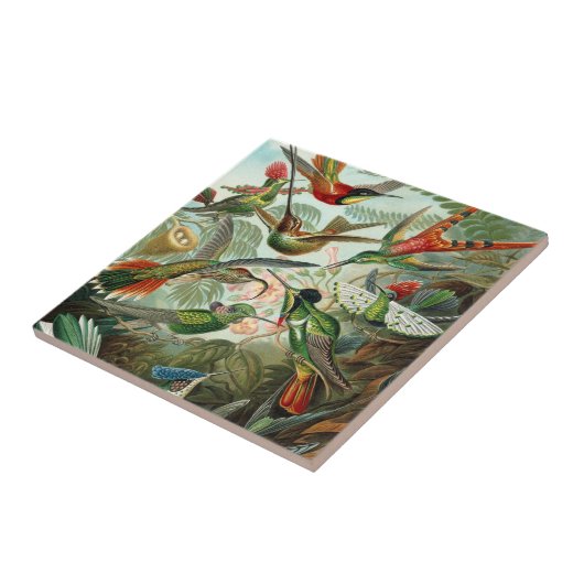 Hummingbirds by Ernst Haeckel, Birds Trees タイル (側面)