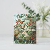 Hummingbirds by Ernst Haeckel, Birds Trees ポストカード (スタンド正面)