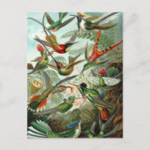 Hummingbirds by Ernst Haeckel, Birds Trees ポストカード (正面)