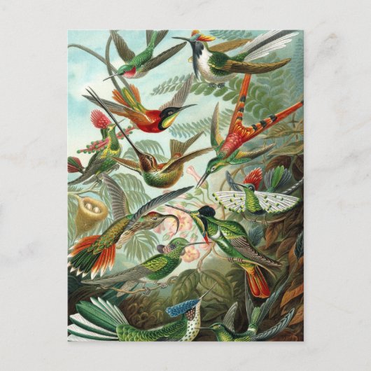 Hummingbirds by Ernst Haeckel, Birds Trees ポストカード (正面)