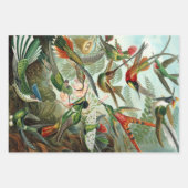 Hummingbirds by Ernst Haeckel, Birds Trees ラッピングペーパーシート (正面3)