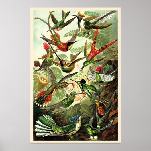 Hummingbirds Ernst Haeckel Vintage Illustration ポスター (正面)