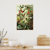 Hummingbirds Ernst Haeckel Vintage Illustration ポスター (キッチン)