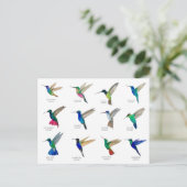 Hummingbirds Postcard ポストカード (スタンド正面)