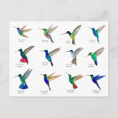 Hummingbirds  Postcard ポストカード (正面)