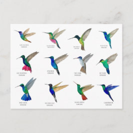 Hummingbirds  Postcard ポストカード