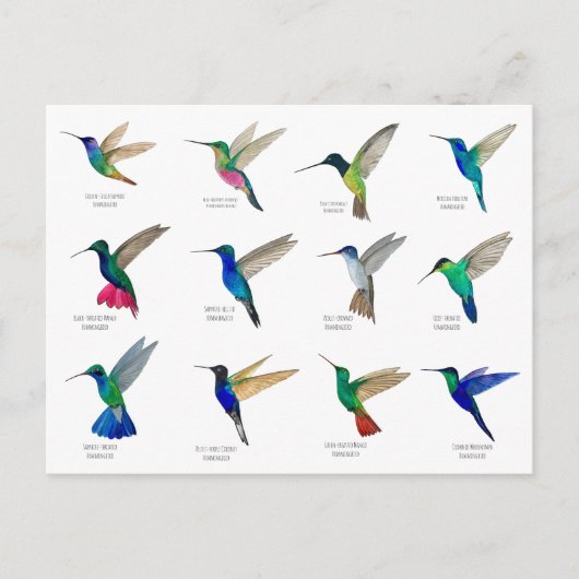 Hummingbirds Postcard ポストカード (正面)