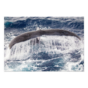 Humpbackの滝の写真のプリント フォトプリント