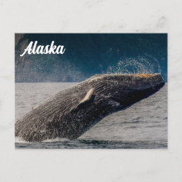 Humpback Breach Alaskaはがき ポストカード