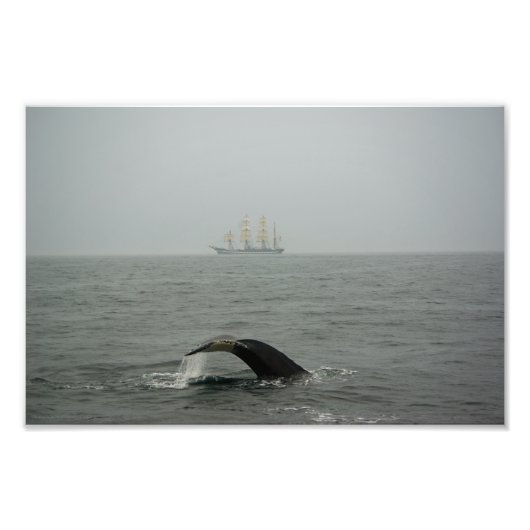 Humpback WhaleとTall Ship 2写真 フォトプリント (正面)