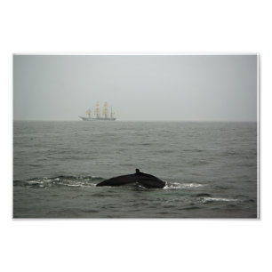 Humpback Whale and Tall Ship写真 フォトプリント