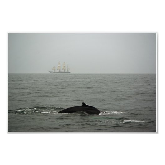 Humpback Whale and Tall Ship写真 フォトプリント (正面)