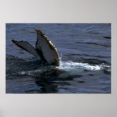 Humpback Whale Sounding (Tail Flukes) ポスター (正面)