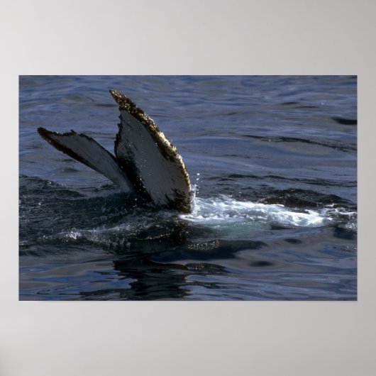 Humpback Whale Sounding (Tail Flukes) ポスター (正面)