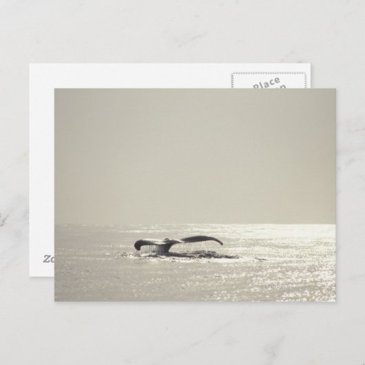 Humpback whale, tail over water surface ポストカード (正面/裏面)