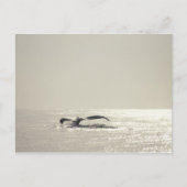 Humpback whale, tail over water surface ポストカード (正面)