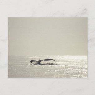 Humpback whale, tail over water surface ポストカード