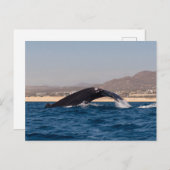 Humpback Whales in Mexico ポストカード (正面/裏面)