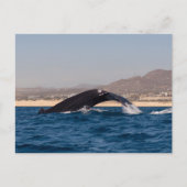 Humpback Whales in Mexico ポストカード (正面)