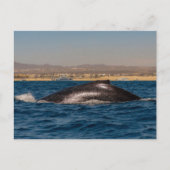 Humpback Whales in Mexico ポストカード (正面)