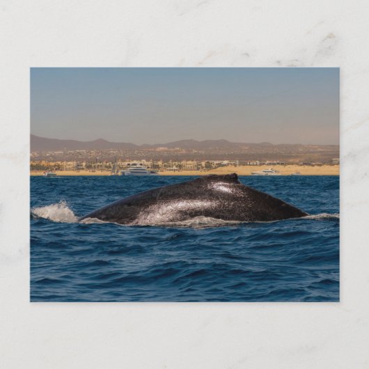 Humpback Whales in Mexico ポストカード (正面)