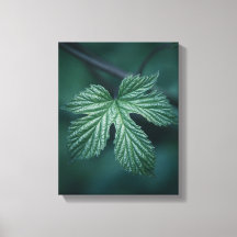 Humulusリーフ自然写真