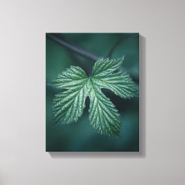 Humulusリーフ自然写真 キャンバスプリント