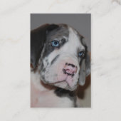 Hundeschule Visitenkarten 名刺 (正面)