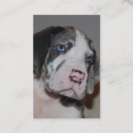 Hundeschule Visitenkarten 名刺 (正面)