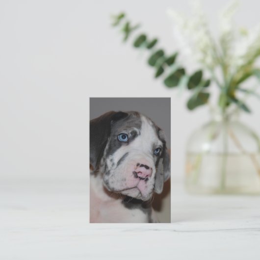 Hundeschule Visitenkarten 名刺 (スタンド正面)