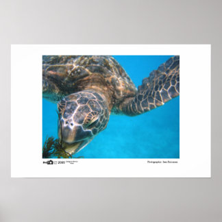 Hunged Turtle - Photo of the Year Category Winner ポスター