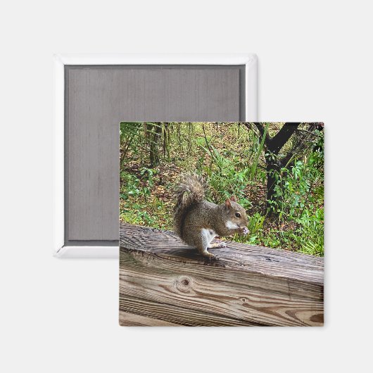 Hungry Squirrel マグネット (正面/裏面)