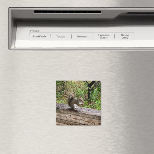 Hungry Squirrel マグネット (インサイチュ (食洗機))