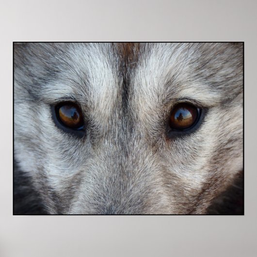 Husky Art Print Sled Dog Art Poster Wolf Pup Gifts ポスター (正面)