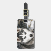 Husky dog ラゲッジタグ (正面縦)