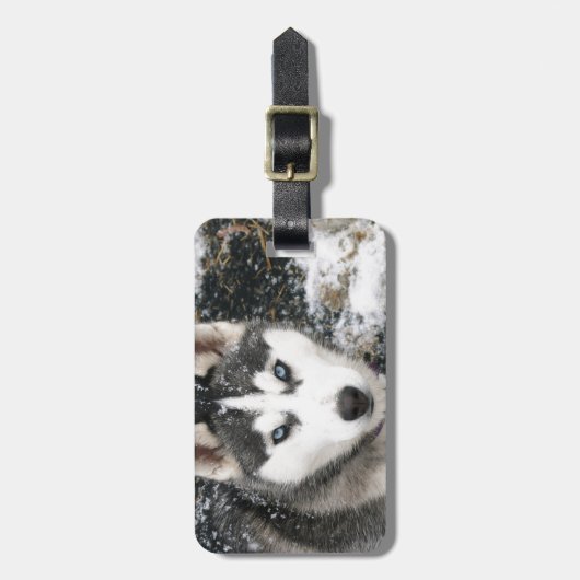 Husky dog ラゲッジタグ (正面縦)