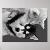 Husky Love ポスター (正面)