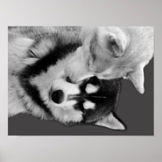 Husky Love ポスター