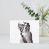 Husky puppy ポストカード (スタンド正面)