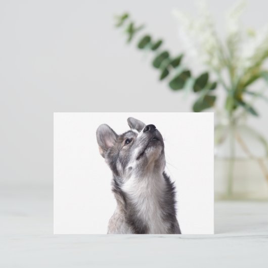 Husky puppy ポストカード (スタンド正面)
