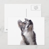 Husky puppy ポストカード (正面/裏面)