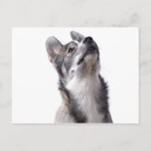 Husky puppy ポストカード (正面)