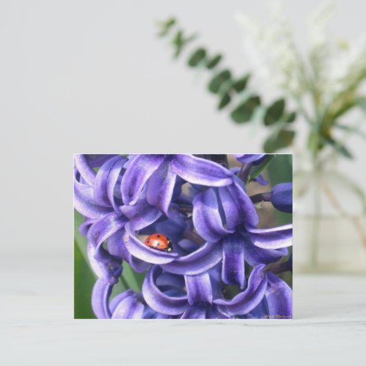 Hyacinthのてんとう虫 ポストカード (スタンド正面)
