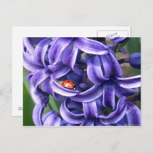 Hyacinthのてんとう虫 ポストカード (正面/裏面)