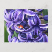Hyacinthのてんとう虫 ポストカード (正面)